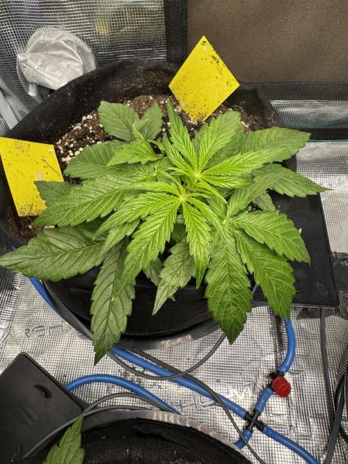 First Auto Grow. Week 3