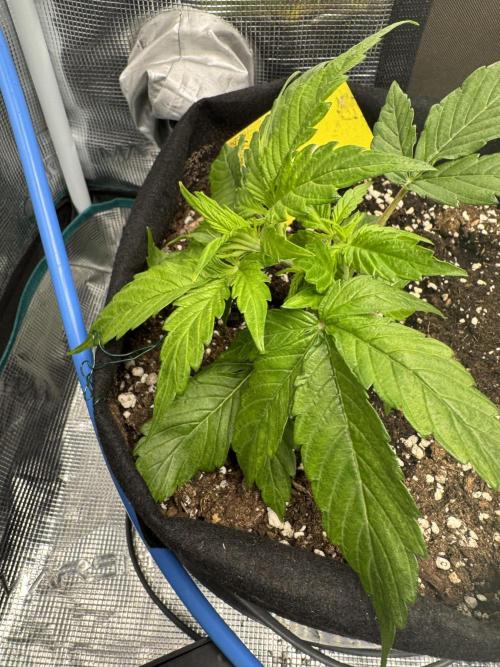 First Auto Grow. Week 3