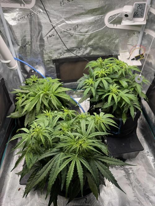 First Auto Grow. Week 4