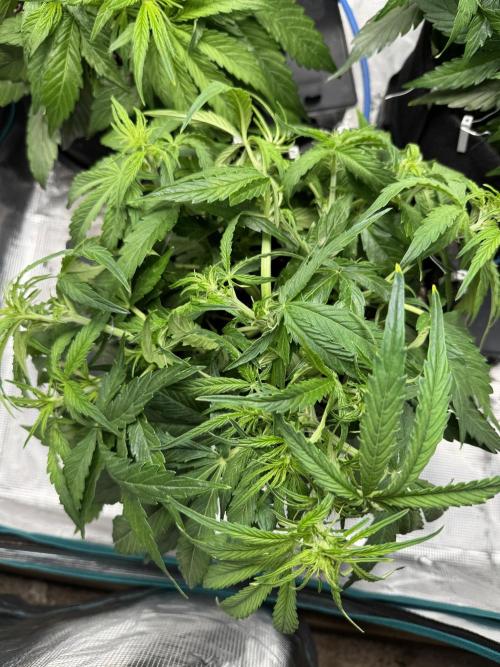 First Auto Grow. Week 4