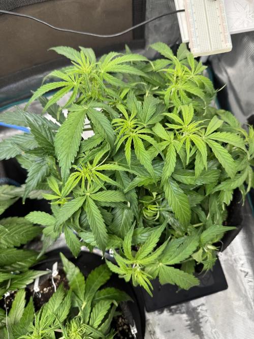 First Auto Grow. Week 4