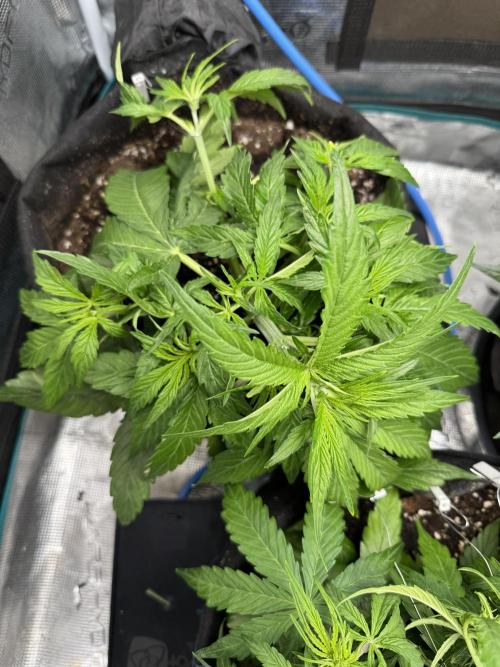 First Auto Grow. Week 4