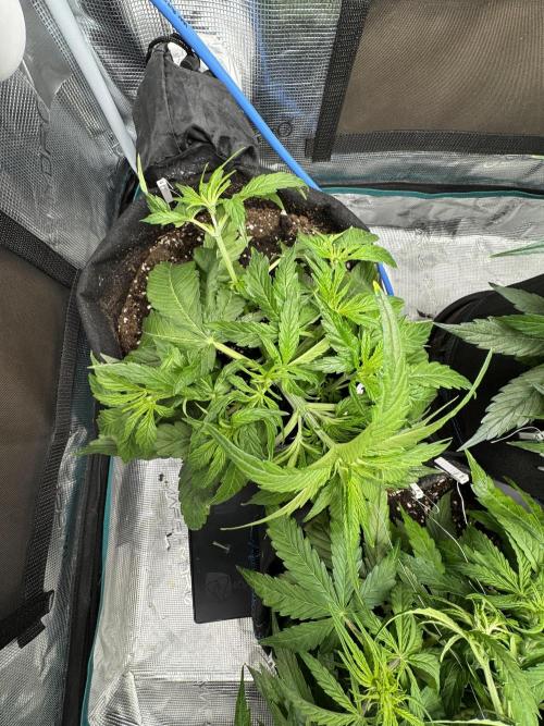 First Auto Grow. Week 4