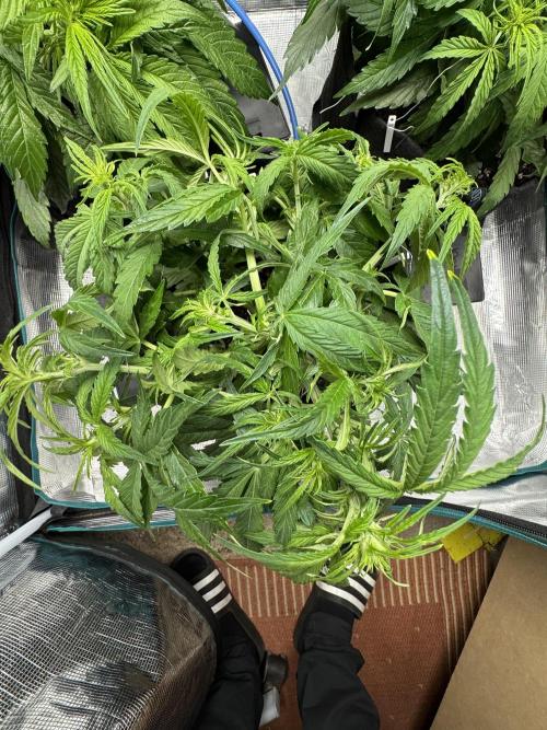 First Auto Grow. Week 4