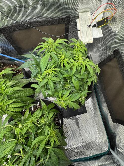 First Auto Grow. Week 4