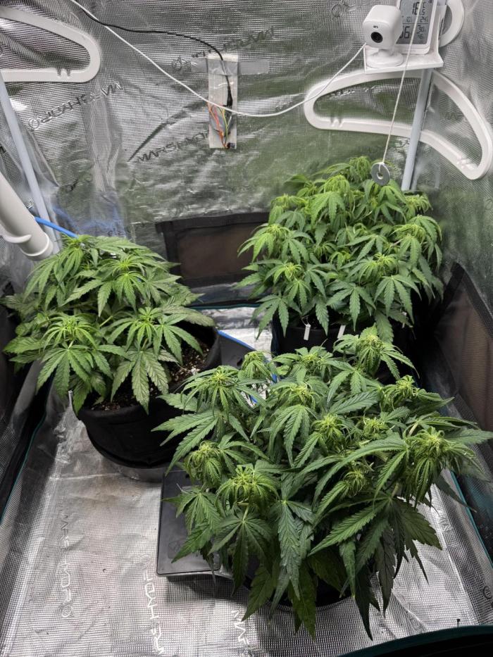 First Auto Grow. Week 5