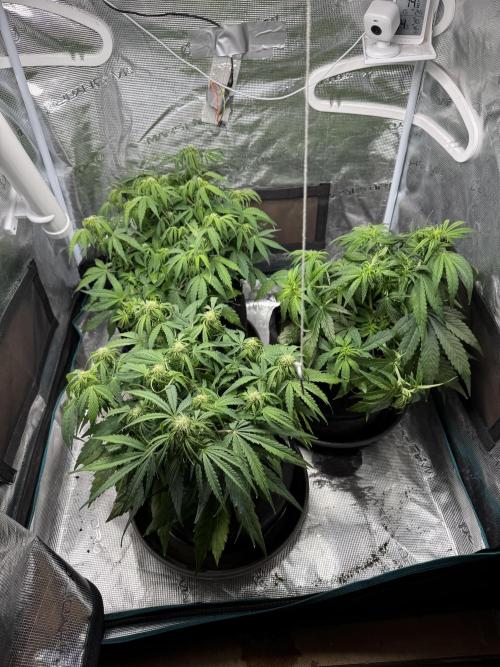 First Auto Grow. Week 6