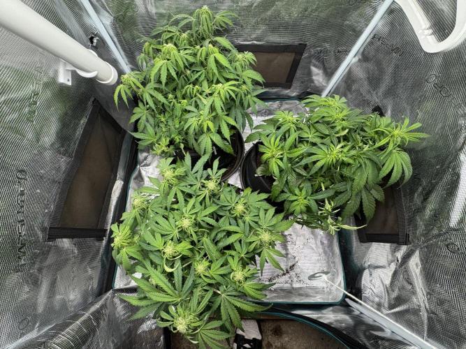 First Auto Grow. Week 6