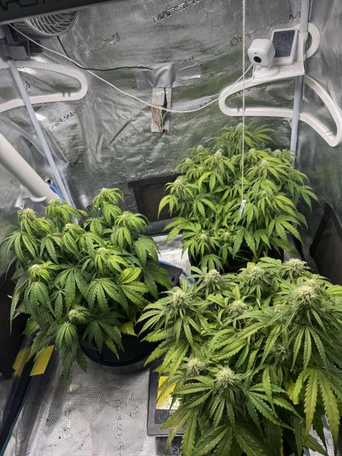 First Auto Grow. Week 7