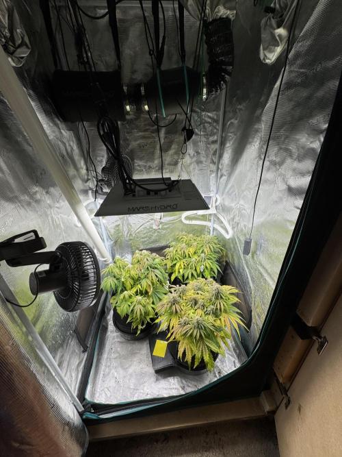 First Auto Grow. Week 8