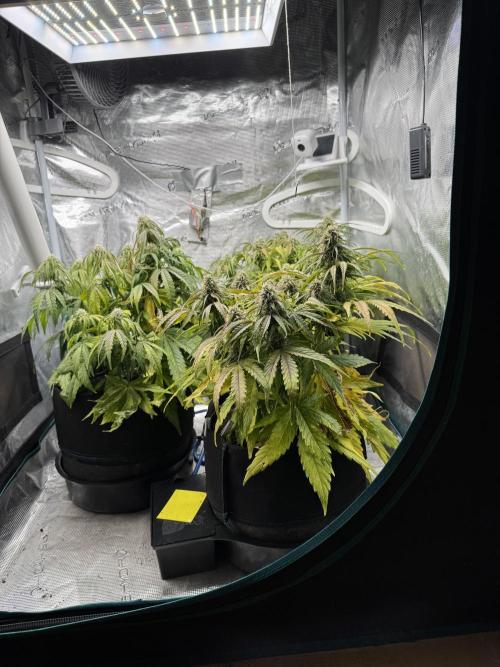 First Auto Grow. Week 8