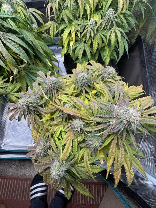 First Auto Grow. Week 8