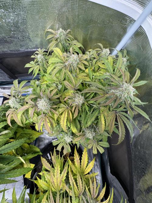 First Auto Grow. Week 8