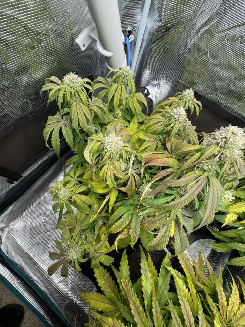 First Auto Grow. Week 8