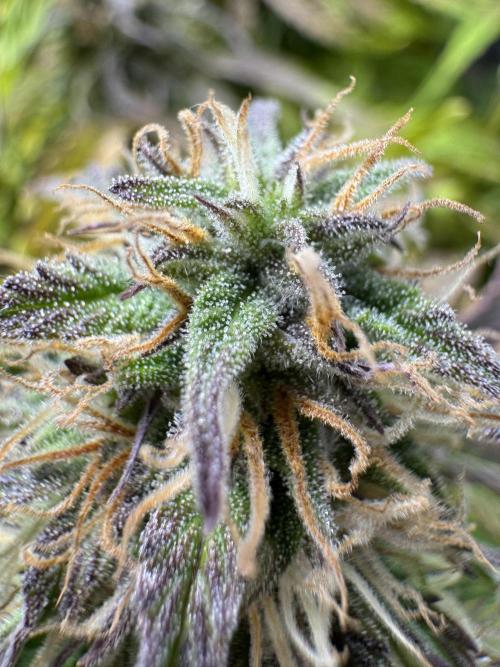 First Auto Grow. Week 8