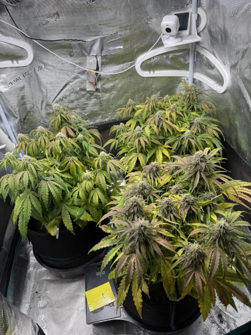 First Auto Grow. Week 8