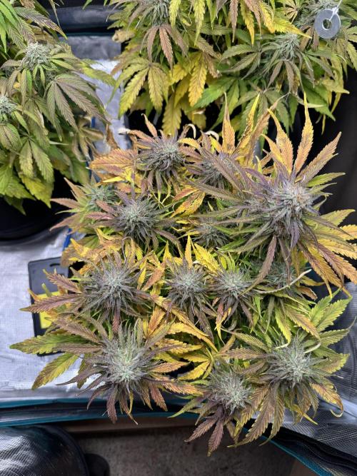 First Auto Grow. Week 9