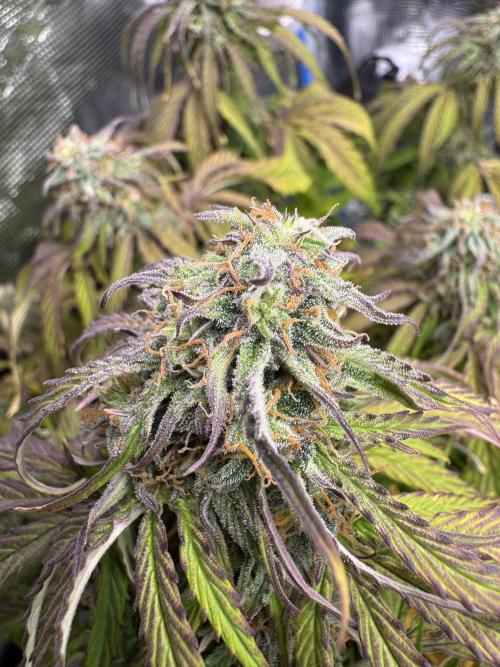 First Auto Grow. Week 9