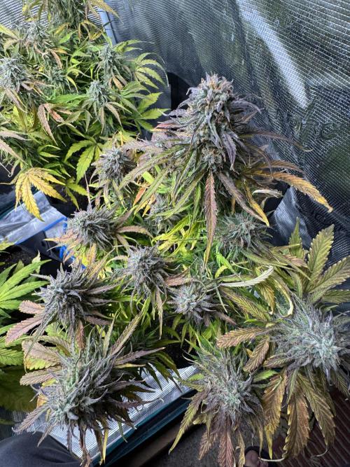 First Auto Grow. Week 9