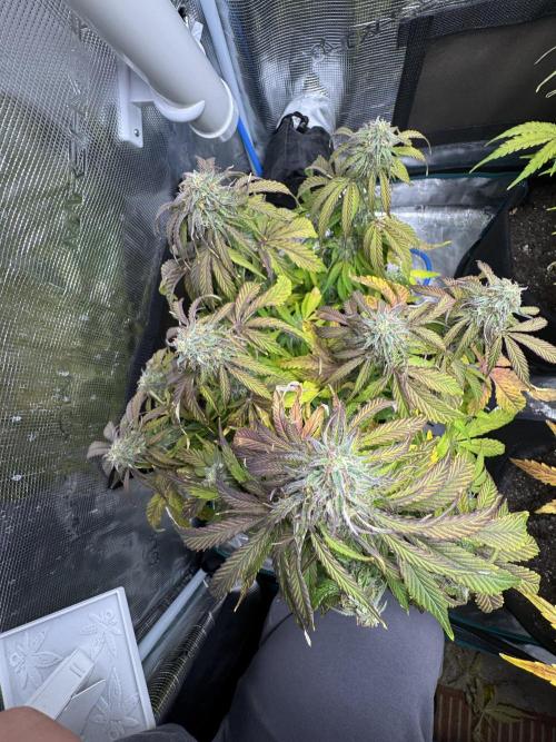 First Auto Grow. Week 9