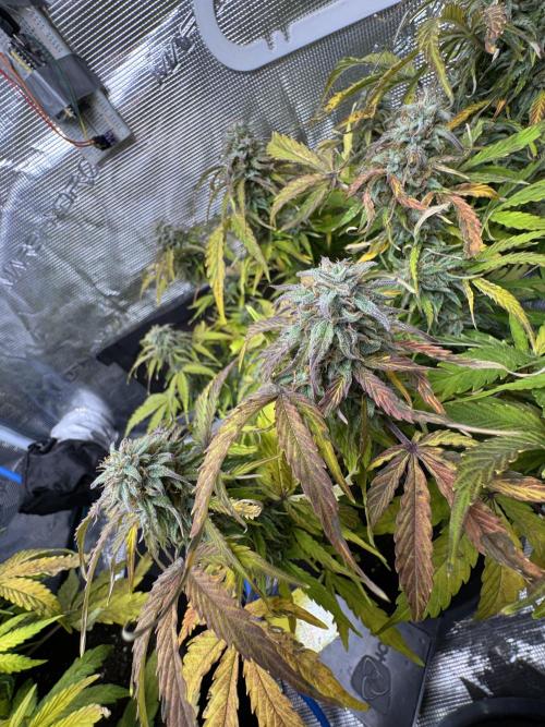 First Auto Grow. Week 9