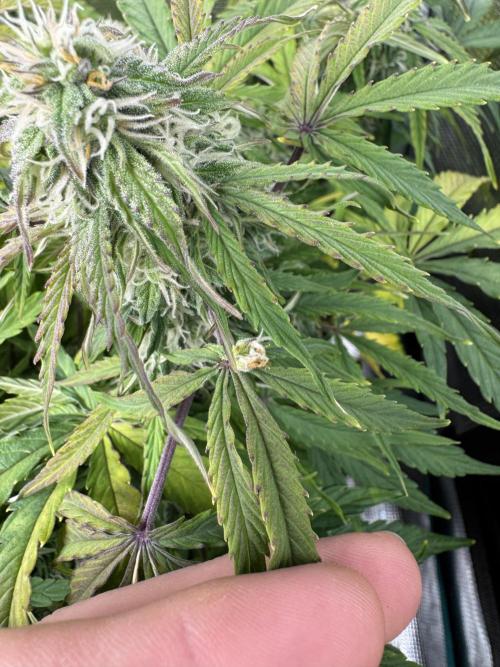 First Auto Grow. Week 7