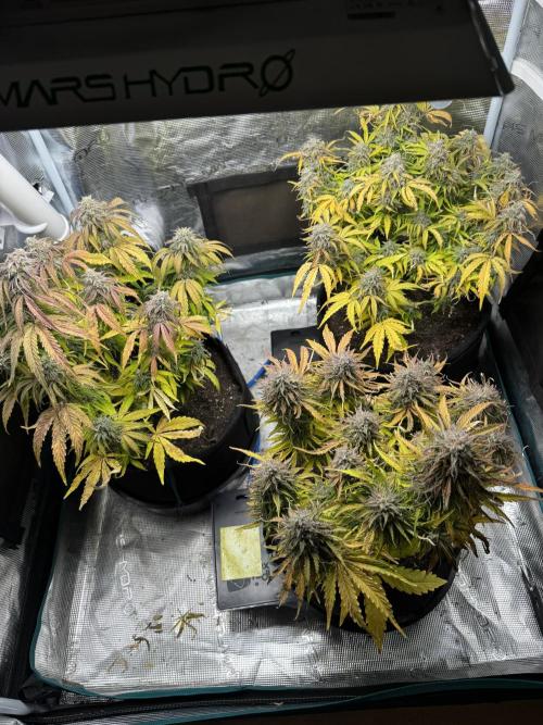 First Auto Grow. Week 10