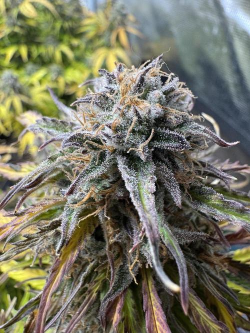 First Auto Grow. Week 10