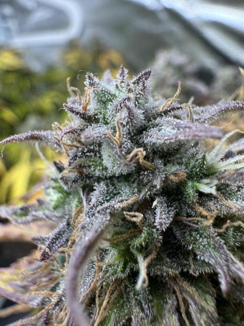 First Auto Grow. Week 10