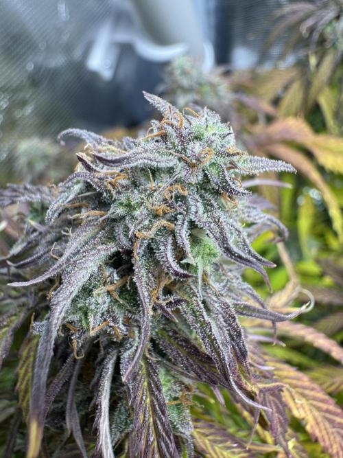 First Auto Grow. Week 10