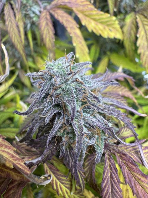 First Auto Grow. Week 10