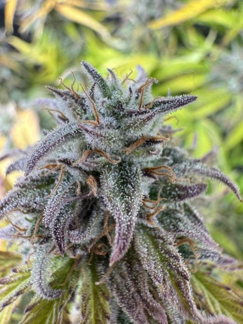 First Auto Grow. Week 10