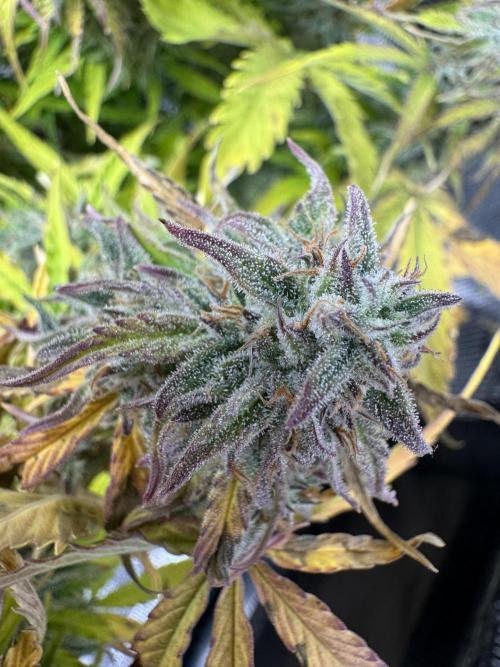 First Auto Grow. Week 10