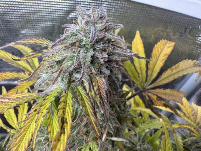 First Auto Grow. Week 10