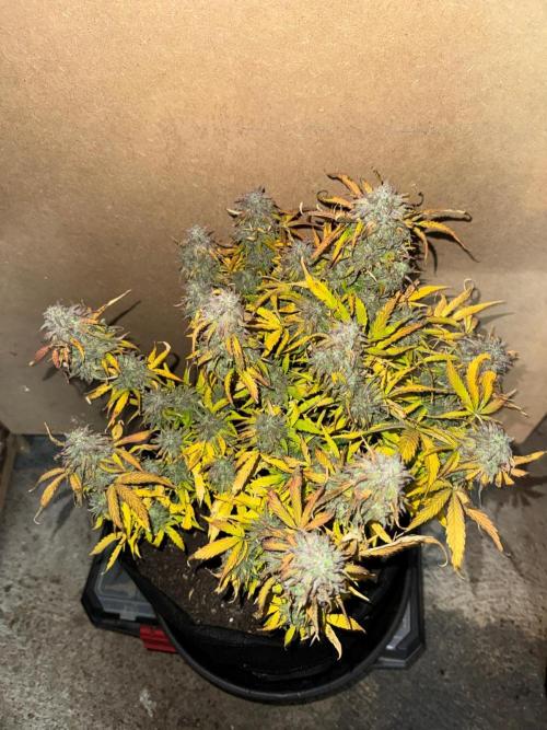 First Auto Grow. Week 11