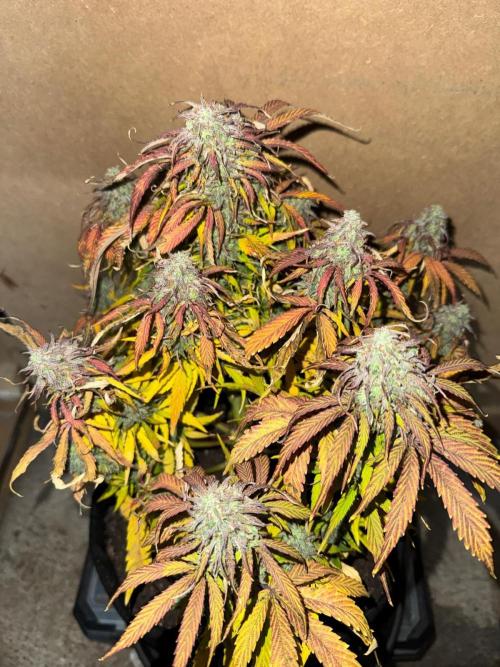 First Auto Grow. Week 11