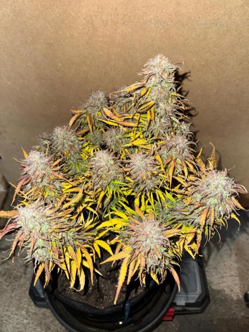 First Auto Grow. Week 11