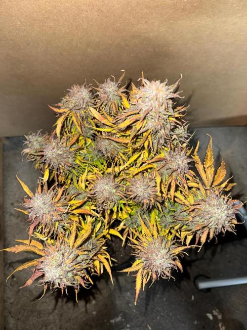 First Auto Grow. Week 11