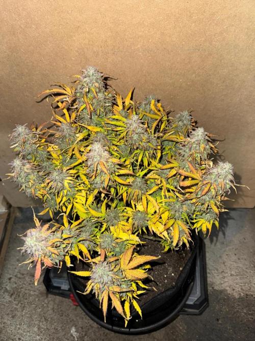 First Auto Grow. Week 11