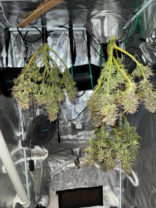 First Auto Grow. Week 11