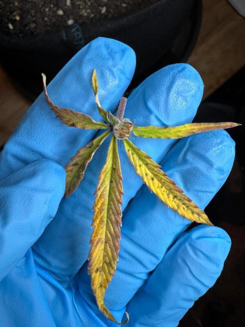 First Auto Grow. Week 11