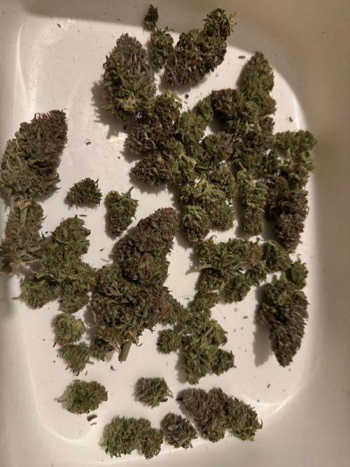 First Auto Grow. Week 12