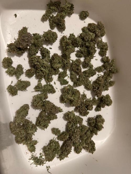 First Auto Grow. Week 12