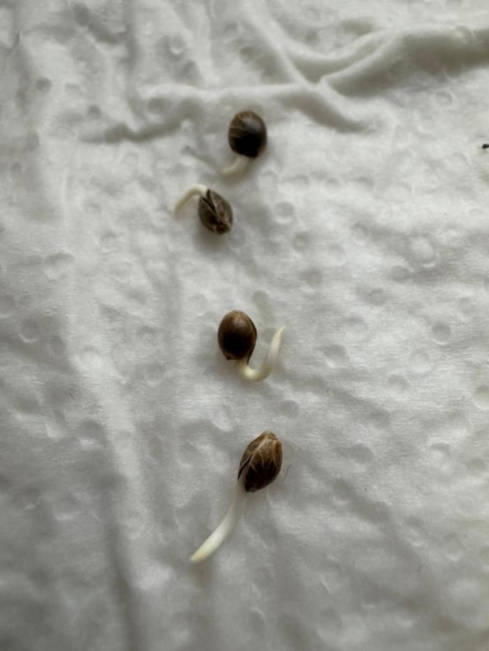 Dark Devil Auto Living Soil. Week 0