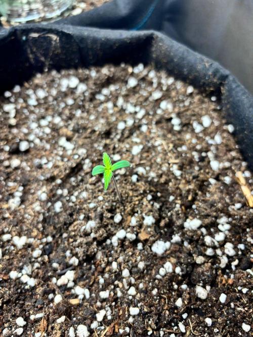 Dark Devil Auto Living Soil. Week 1