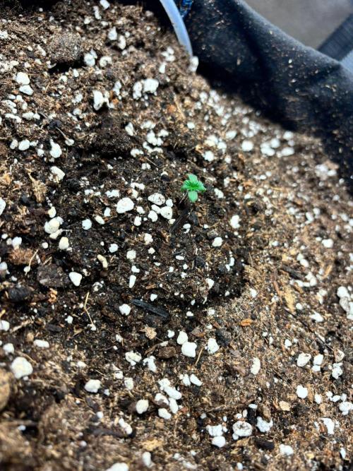 Dark Devil Auto Living Soil. Week 1