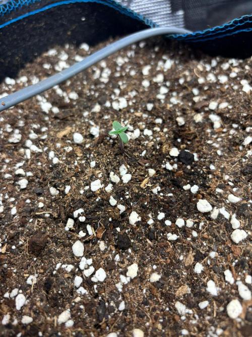 Dark Devil Auto Living Soil. Week 1
