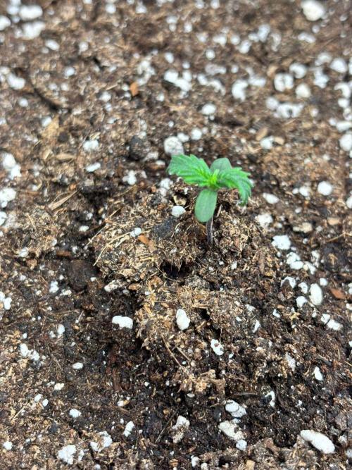 Dark Devil Auto Living Soil. Week 1