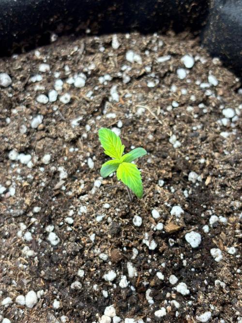 Dark Devil Auto Living Soil. Week 1