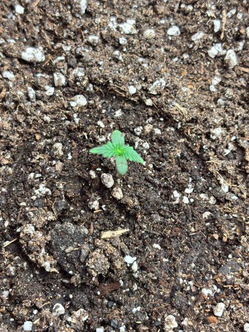 Dark Devil Auto Living Soil. Week 1